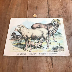 gravure ancienne faune et flore N355 mouton bélier brebis agneau