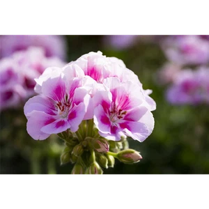 Geranie stehend 'Kristiana', rosa-pinke Blüte - Pelargonium zonale 'Kristiana', - Bild 1 von 1