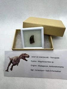 Very Selten Megalosauridae Tooth Dinosaurier Saurier Dent Fossil Fossiler - Picture 1 of 11