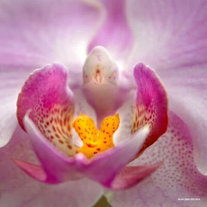 Poster Fotografia d'Autore Decor Photography - Flower - Foto 1 di 7