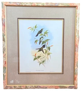 Vintage Hummingbird Wall Art "Juliamya Typica" by J. Gould 23x26 Print Framed - Picture 1 of 4