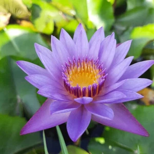 Bio Natürliche BLAUE LOTUS Nymphaea Caerulea Trockenblüten 100%... - Bild 1 von 8