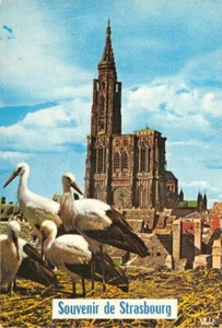 Souvenir De Estrasburgo - Los Cigüeñas y La Catedral - Picture 1 of 2