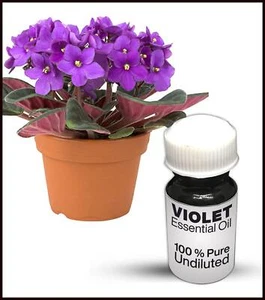 Violet Essential Oil 100% Pure Undiluted (10ML-500ML) - Picture 1 of 1