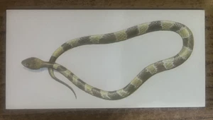 Vintage - 1962 - Gelles Widmer - Reptile CARD -44. Cat-Eyed Snake - Picture 1 of 2