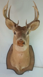 Vintage Whitetail Deer Shoulder Wall Mount 10 Point Needs a Nose Job! - Picture 1 of 8