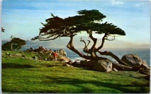 Paisaje de golf de ciprés y mar c1960 CALIFORNIA CA - Postal - Imagen 1 de 2
