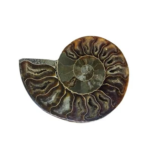 Ammonite, Fossil, 3.75", stand included, polished, specimen, #R-6593 - Picture 1 of 10