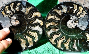Large Black Ammonite Pair 167mm Crystals XL 6.6" 110myo Dino age Fossil a3738pp - Picture 1 of 5