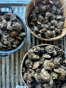 Chesapeake Bay US Oyster Shells - Picture 1 of 1