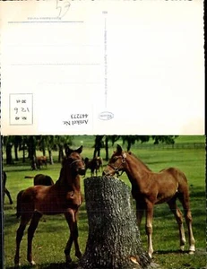 447273,Tiere Pferde Baumstamm - Picture 1 of 1