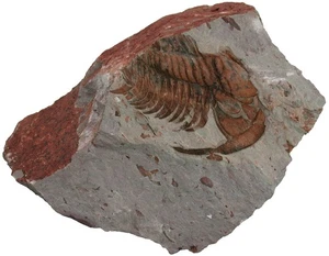 Kambrium  Eccaparadoxisides mediterraneus  Trilobit  Daroca  Spanien  W93-8 - Bild 1 von 2