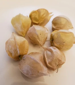 Pineapple Ground Cherry (100+ Seeds) - unique and versatile! - Picture 1 of 4