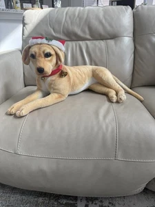 Perro cachorro labrador realista Golden Retriever 36 pulgadas con sombrero y campanas de Navidad - Imagen 1 de 9