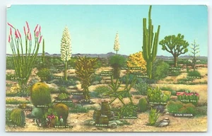 Postal Algunas variedades de vegetación del desierto b - Imagen 1 de 2