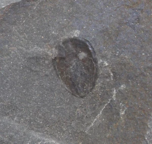 Brachiopode, Lingulella sp., Ordovizium, Nicolett Formation, Quebec, Canada-c367 - Picture 1 of 4