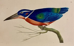 Mantón martín pescador de cuello blanco 1789 y asentimiento grabado a mano en cobre - Imagen 1 de 2