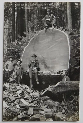 1906 RPPC A.W. Ericson Men Posing on Fallen Monarch Among the Redwoods Arcata Hu - Image 1 of 3