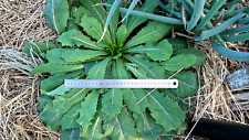Lactuca virosa – wild opioid lettuce – 50 seeds - medicinal herb and pain killer