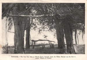 Youghal - Four Yew Trees - Sir Walter Raleigh Cork Ireland Postcard Phil Horgan - Foto 1 di 2
