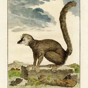 1760 Incisione colorata a mano, De Seve Buffon 1° Edizione, Pl. XXV, 'IL MONGO' - Foto 1 di 5