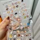 Transparent Magnetic Seashell Display Box Acrylic Seashell Collection Case