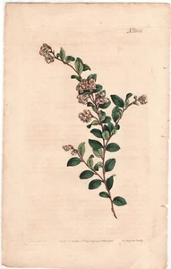 1809 Curtis botanical print 1152 Vaccinium crassifoliu South Carolina Wildflower - Picture 1 of 2