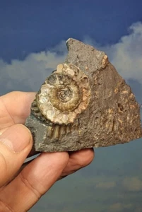 Artefacto de calidad de museo Jurassic Lyme Regis Arnioceras matriz preparada 90 x 70 mm - Imagen 1 de 7