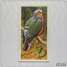 Brooke Bond Tropical Birds #39 Ceylon Emerald Dove Tea Card (C) (CC131)