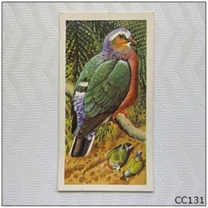Brooke Bond Tropical Birds #39 Ceylon Emerald Dove Tea Card (C) (CC131)