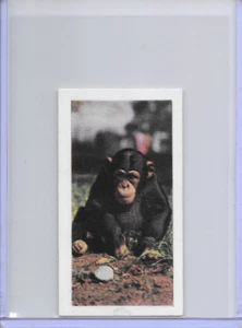 1958 Chimpanzee Horniman's Tea Wild Animals Card #14 Series of 48 - Picture 1 of 2