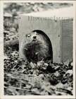 1968 Press Photo Groundhog "Grady" in His House - lrb36210