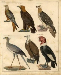 1843 OKEN HC LITHOGRAPH red kite, golden eagle, secretary bird, vulture, condor - Picture 1 of 2