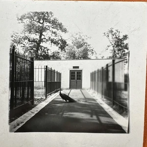 VERA FOTO D'EPOCA uccellino pavone ben centrato ben composto fotografia - Foto 1 di 3