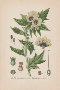Schwarze Bilsenkraut (Hyoscyamus niger) Chromo-Lithographie von 1891  henbane - Bild 1 von 1