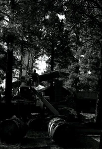 (6) Foto d'epoca 5x3,5 troncatori, attrezzature per il taglio, legno - Foto 1 di 6