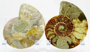 PAR GRANDE Cristales Multicolor Amonita XXL 130mm 110myo FOSSIL 5.2" e4955xx - Imagen 1 de 8
