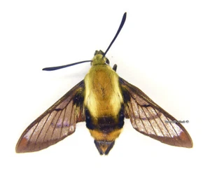 Unmounted Butterfly/Sphingidae - Hemaris diffinis, FEMALE, Canada - Imagen 1 de 1
