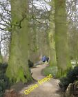 Photo 6x4 Dwarfed by giant trees Burton Agnes A gravel path wends its way c2012