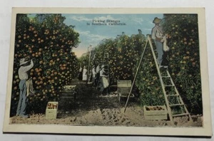 Picking Oranges in Southern California. Postcard (D3) - Picture 1 of 2