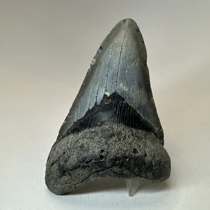 Megalodon Haizahn 4,16 Zoll - dick - Unterkiefer - original Fossil 19921 - Bild 1 von 8