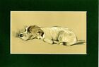 Lucy Dawson  ~ Sealyham Terrier ~  Colour Print Genuine Vintage 1936
