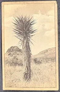 RPPC VERA FOTO CARTOLINA GRANDE PIANTA DI CACTUS APPUNTITO CHE CRESCE NEL DESERTO - Foto 1 di 2
