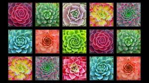 Succulent Charm Floral Blocks Black 23" Panel 100% Cotton Fabric by The Panel - Picture 1 of 1