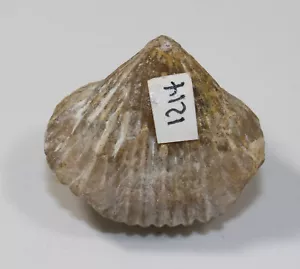 Brachiopod, Rhynchonella sp., Jura, Malm, Weissenburg, Germany -a512 - Picture 1 of 6