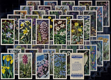 BROOKE BOND 20p Each Card, WILD FLOWERS SERIES 2, Minimum 5 cards, See details.