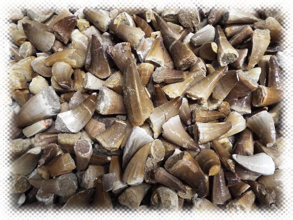 LOT OF 5 - Marine Reptile 'Mosasaur Dinosaur' Fossil Teeth Tooth - Image 1 of 1