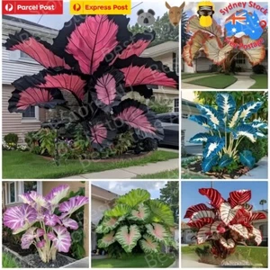 100Pcs Caladium Flower Seeds Rare Color Perennial Garden Open Air Bonsai AU*POST - Picture 1 of 12