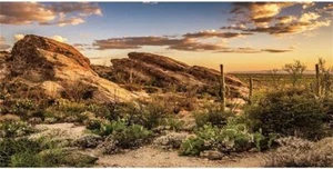 Reptile Habitat Background Blue Sky Oasis Cactus Sun And Desert Terrarium - Picture 1 of 3
