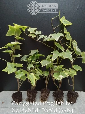 5 English Ivy 'Goldchild' Plants - Hedera helix - Size 1 Plants - Live Plants - Image 1 of 4